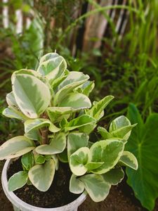 Variegated Baby Rubber ☘️