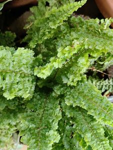 Nephrolepis fern
