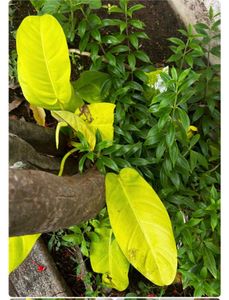 live plants for sale