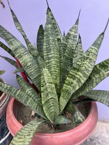 Huge plants moveout sale