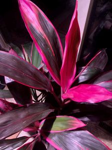 Cordyline Plant in Pot