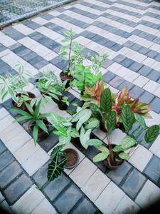 10 Live Root Plants