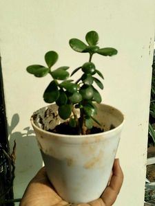 Jade With Pot Rooted