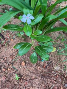 White Vinca Plant