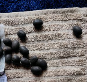 Original Kamal Gatta Lotus Seeds 21 Pcs Lakshmi P