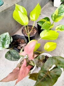 Air Purifying Pothos N Snygonuims Combo Offer.