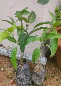 Thailand Mango Plant