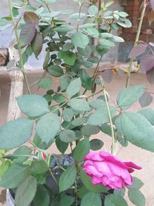 Rose plant