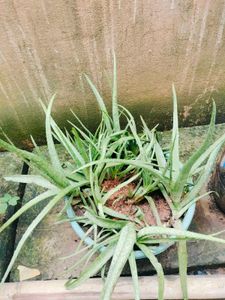 Aloe Vera Plant