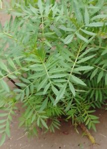 Gande Ka Plants And Tulsi Seeds, Plant