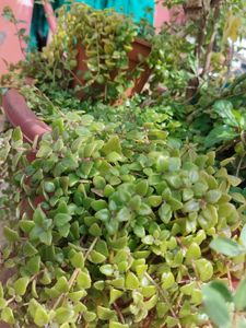 Tangled Heart Plant