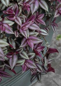 9 Plants Rare