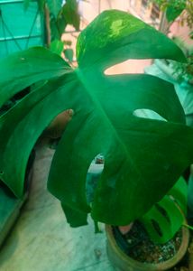 Monstera Aurea