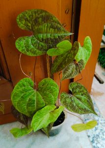 Beautiful Cissus Discolor Plant