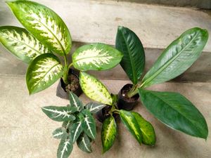 Dieffenbachia N Snygonuim Combo