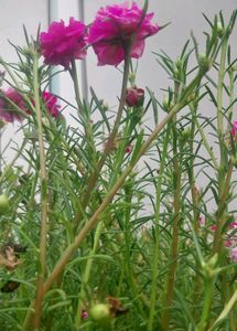 Miss 9 AM  , Portulaca, Purslene