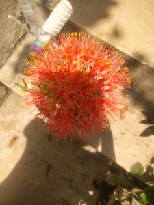 Foot Ball Lilly Flower Plant With Root