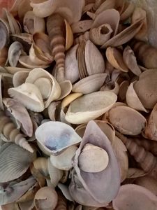4kgs Real Sea Shells