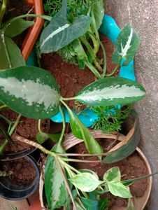 10 New Plants