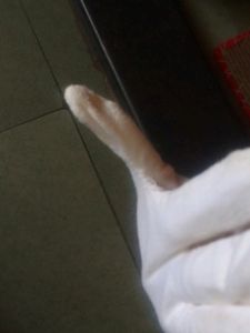 White Cotton Hand Gloves