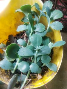 Live Full Pot Kalanchoi Plant With Root