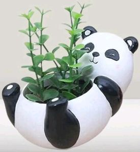 Cute Panda Plant