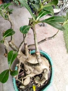 Matured Pink Colour Flower Bonsai (7 Yrs+)