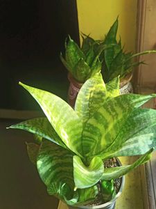 Snake Plant - Easy Indoor Plan