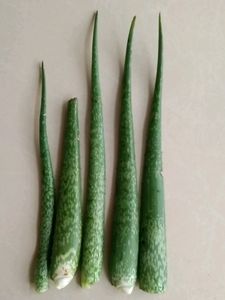 Alovera Leaves Set Of 5