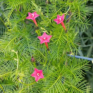 Cypress vine plant seeds
