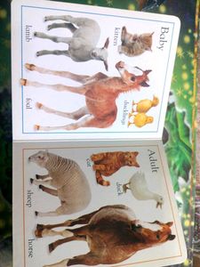 My First Opposites Board Book