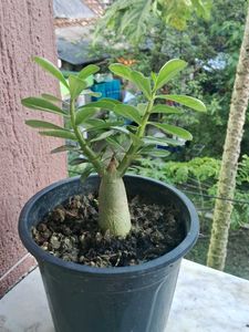 Hybrid adenium plants