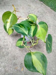Philo, Pothos,Aglo N Begonia Combo Offer