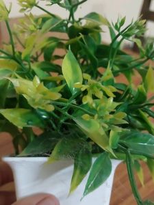 Fake decorative  plant For decoration