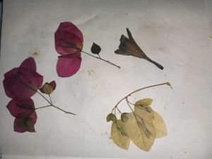 Dried Flowers For Crafting