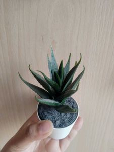 Artificial Succulent✨