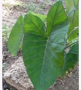 Barmarakas Plant