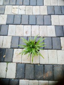 10 Live Root Plants
