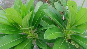 Plumeria/ Champa Plant