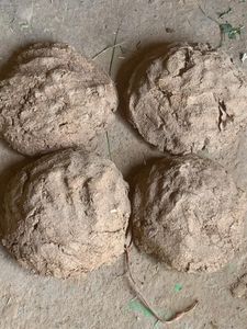 Village Cow Dunk Cake