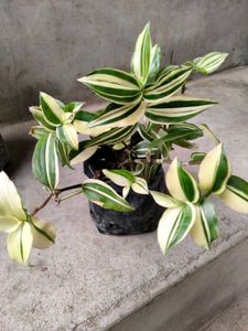 Varigated Air Purifying N Hanging Plants Combo