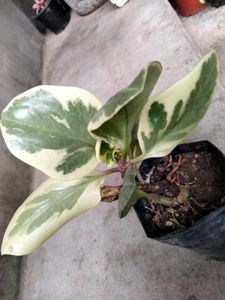 Varigated Air Purifying N Hanging Plants Combo