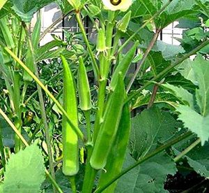 Vegetables Seeds @ ₹20