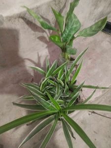 Combo Of 2 Plant Spider Or Green Agloneama