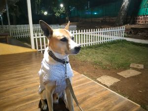 Dog Sweater