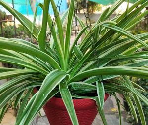 3 Plants In 1