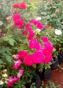 Rose plants