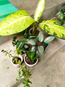 Indoor N Lucky Plants