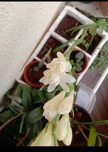 15 Plant Pack (Free Shipping)
