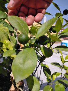 Mini Orange Plant  Only Cash ₹ 349